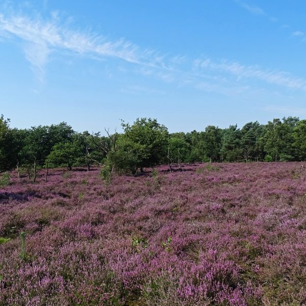 De Borkeld (Overijssel)